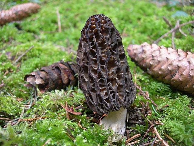 Le prime specie primaverili